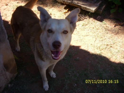 ESTE ES MI PERRO BODOQUE.. JIJI SI UN NOMBRE ORIGINAL.., ME PARECE QUE ES MEZCLA DE HUSCKY CON CALLEJERO JEJE ESTE ES MI PERRO BODOQUE.. JIJI SI UN NOMBRE ORIGINAL.., ME PARECE QUE ES MEZCLA DE HUSCKY CON CALLEJERO JEJE